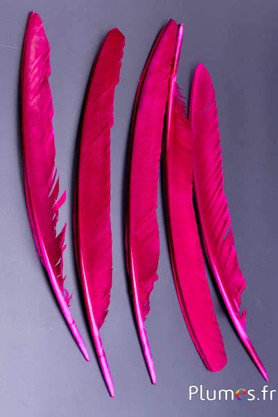 Paon bleu - 33-37 cm - fuchsia-brun 